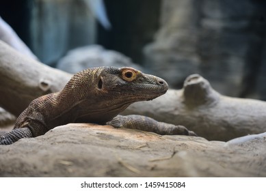 Komodo Dragon Closed Up Shot