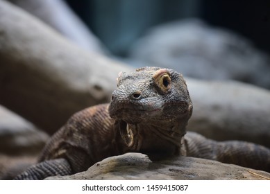 Komodo Dragon Closed Up Shot