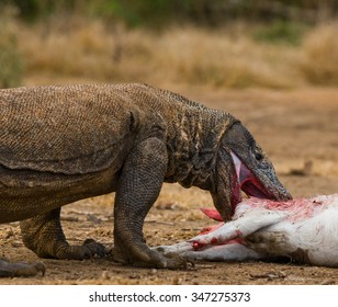 450 Komodo dragon eating Images, Stock Photos & Vectors | Shutterstock