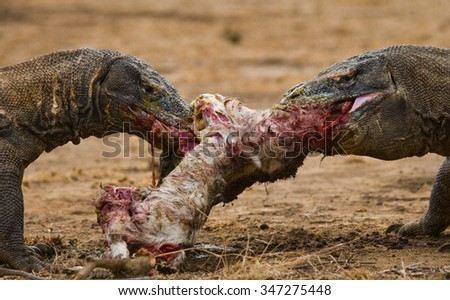 komodo dragon eat their prey indonesia stock photo edit now