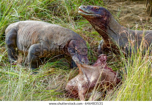 Komodo Dragon Eating Prey Komodo Dragons Stock Photo Edit Now