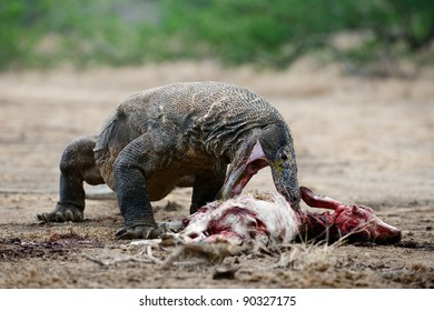 The Komodo Dragon Eats A Victim. Rinca Island. Indonesia