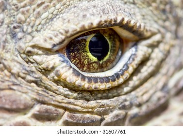 Komodo Dragon Eye