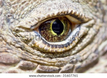Komodo dragon eye