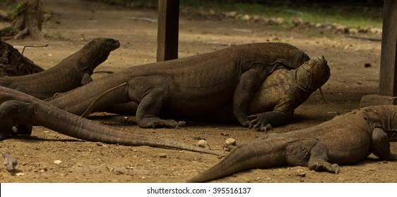 Komodo Dragon Fight