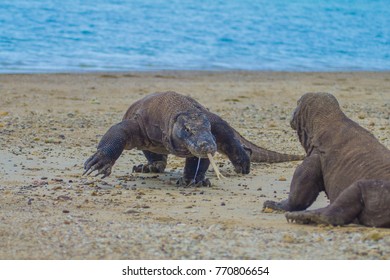 Komodo Dragon Fighting