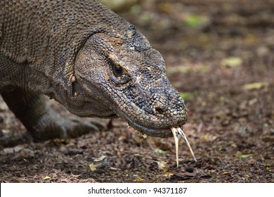 Komodo Dragon Forked Tongue Indonesia