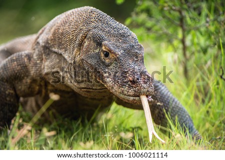 Komodo dragon with the  forked tongue sniff air. Close up portrait. ( Varanus komodoensis ) Biggest in the world living lizard in natural habitat.  Rinca Island. Indonesia.