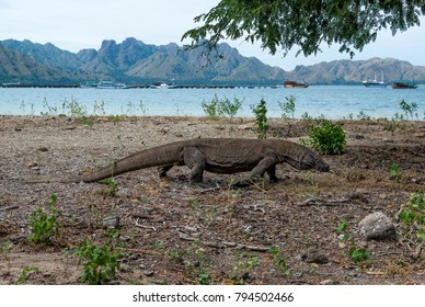 Komodo Dragon Inside Komodo National Park Stock Photo 794502466 ...