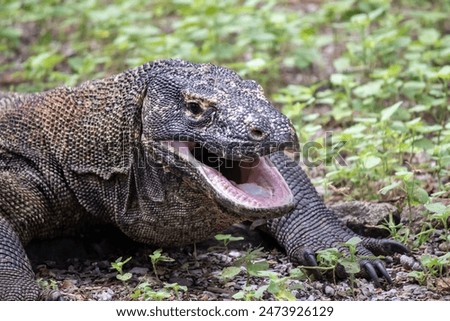 komodo Dragon at Komodo Island, Indonesia