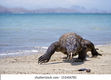 Komodo Dragon In Komodo Island National Park, Indonesia