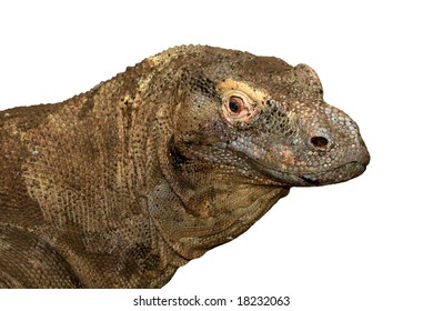 Komodo Dragon Isolated