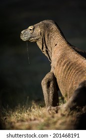Komodo Dragon Isolated