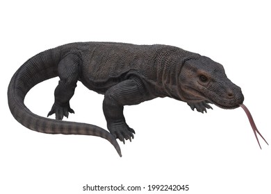 Komodo Dragon Isolated On White Background