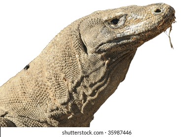 Komodo Dragon Isolated On White Background