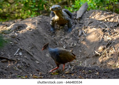 Komodo Dragon Looking For Food, Eggs Of Bird. Islands Near Komodo National Park, Indonesia. Visit Beautiful Places In The World And Enjoy Traveling To Unique Sights.