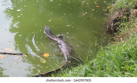 Komodo Dragon In Lumphini Park