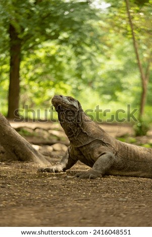 The Komodo dragon, is a member of the monitor lizard family Varanidae that is endemic to the Indonesian islands. It is the largest species of lizard