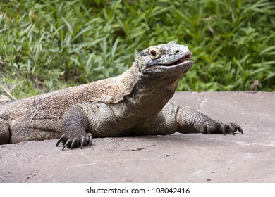 Komodo Dragon With Mouth Closed