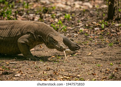 Komodo Dragon Komodo National Park Indonesia Stock Photo 1947571810 ...