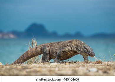 Komodo Dragon On The Island Komodo.