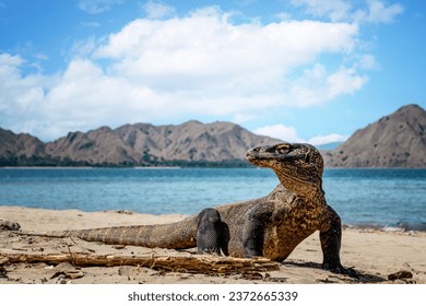 Komodo dragon on Komodo island. His life in 2023 is in danger
 - Powered by Shutterstock