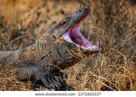 Komodo dragon on Komodo island. His life in 2023 is in danger

