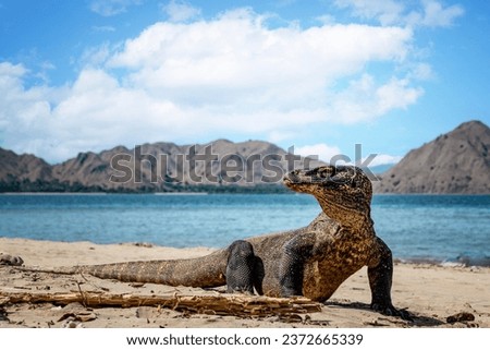 Komodo dragon on Komodo island. His life in 2023 is in danger
