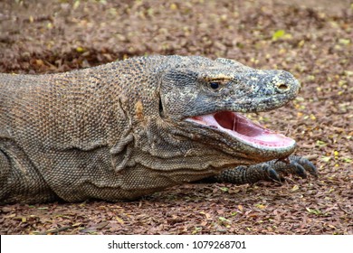 Komodo dragon with open mouth on Komodo Island, Indonesia
