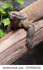 Komodo Dragon Portrait