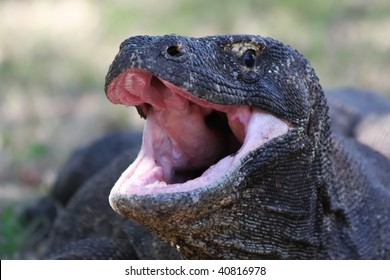 Komodo Dragon Portrait With Mouth Open