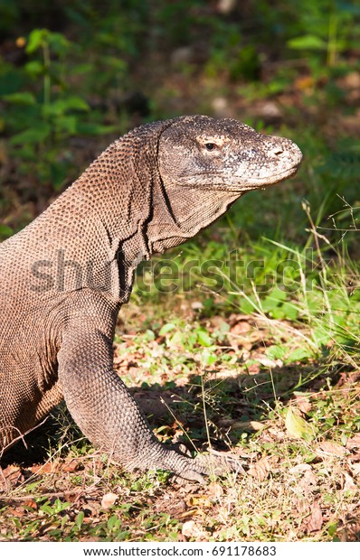 Komodo Dragon Skin For Sale - lizard skin roblox