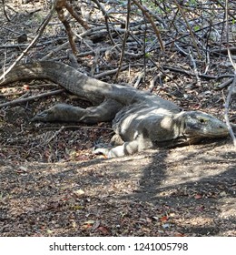 Komodo Dragon Protecting Her Eggs