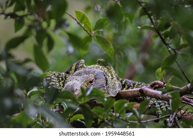 A Komodo Dragon Resting In A Tree