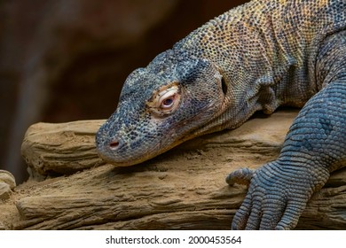 Komodo Dragon Resting In A Very Quiet Tree