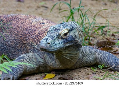 7,764 Komodo monitor Images, Stock Photos & Vectors | Shutterstock