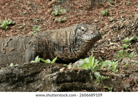 Komodo dragon is roaming on the rocks