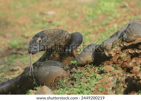 a Komodo dragon roams the grass field while sticking out its tongue
