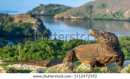 Komodo dragon. Scientific name: Varanus komodoensis. Biggest in the world living lizard in natural habitat.  Landscape of Island Rinca. Indonesia.