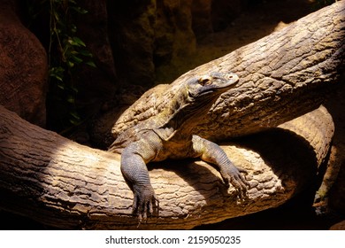 A Komodo Dragon Sitting On A Tree Trunk