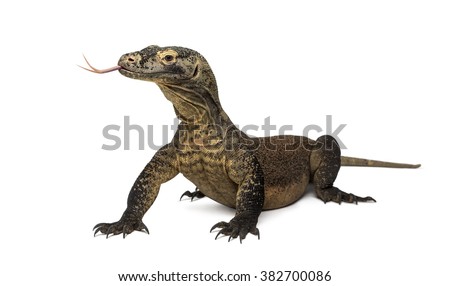 Komodo Dragon sticking the tongue out, isolated on white (4 years old)