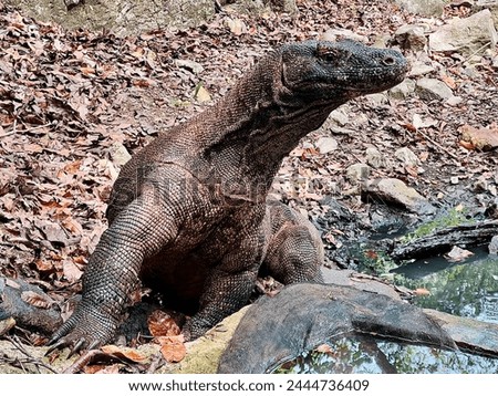 Komodo dragon style after drinking water
