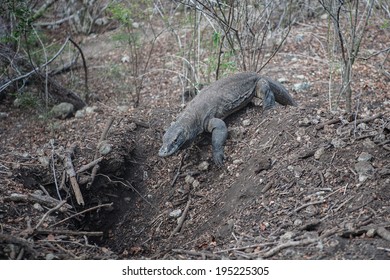 A Komodo Dragon (Varanus Komodoensis) Digs For Eggs In A Megapode Nest In Komodo National Park, Indonesia. This Monitor Lizard, Capable Of Killing A Human, Can Grow Up To Three Meters Long.