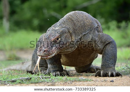 Komodo dragon ( Varanus komodoensis ) with the  forked tongue sniff air. Biggest in the world living lizard in natural habitat. Island Rinca. Indonesia.
