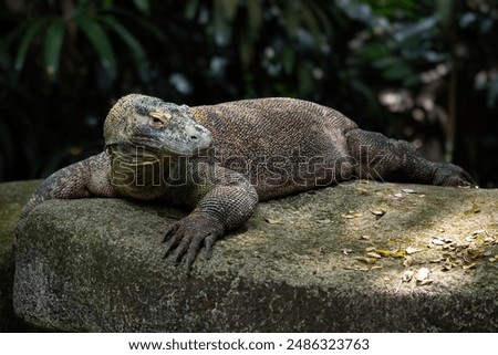 Komodo Dragon - Varanus komodoensis, portrait of large dangerous iconic monitor lizard endemic to the Indonesian islands of Komodo.