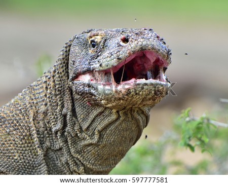 The Komodo dragon ( Varanus komodoensis ) raised the head and opened a mouth. It is the biggest living lizard in the world. Island Rinca. Indonesia. 