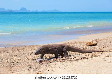 Komodo Dragon Walking At The Beach On Komodo Island