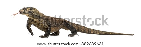 Komodo Dragon walking and sticking the tongue out, isolated on white (4 years old)