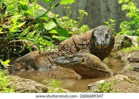 Komodo dragon is wallowing in the pool