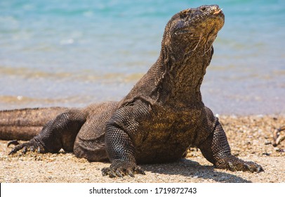 Komodo Dragon, West Ntt, Indonesia